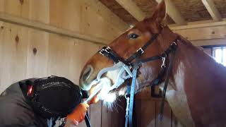 Horse Dentist Uses Power Tools To File A Horses Teeth.