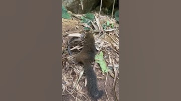 Bẫy sóc hôi dính bẫy