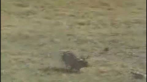 Re: Rabbit VS snake most viewed (Monty Python remix)