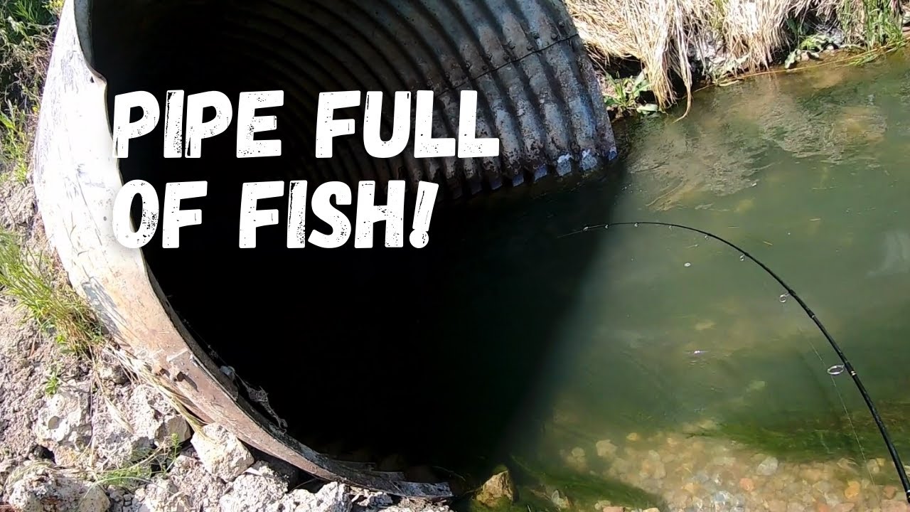 Utah Lake White Bass Spawn! 2023 YouTube