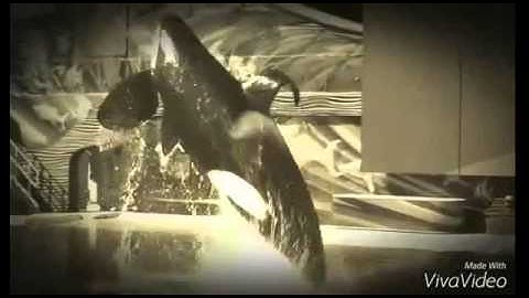 Orcas  and  Centuries