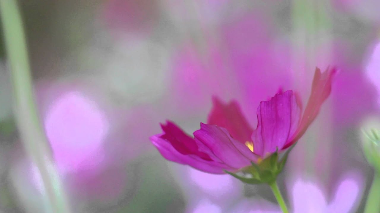 Canon EOS Kiss X7i / T5i - Macro test video