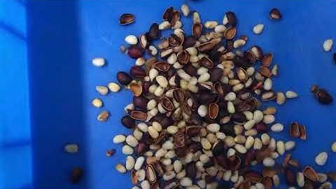 Sortdek A-Series model pine nuts color sorting