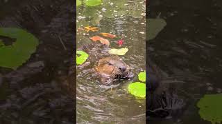 sept23 beaver breakfast 2