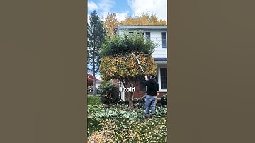 This Guy Was HEATED! #tree #trimming #grassmastermatt #shorts