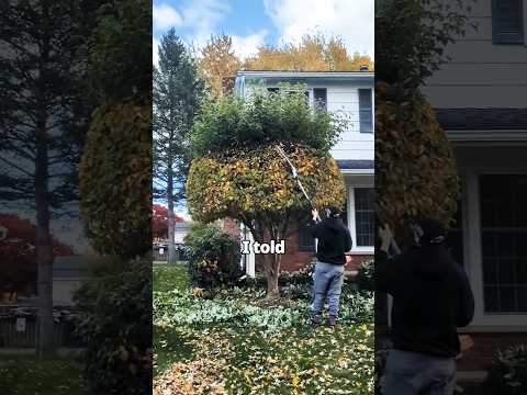 best tree service