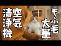 年末大掃除！大量の毛にびびってマスクを口以外に装着する家族がこちらです