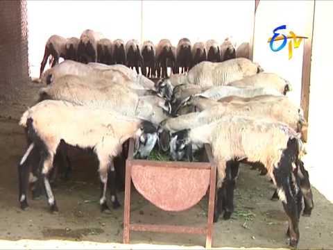 Artificial Insemination - New technique in sheep breeding
