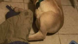 Yellow Lab humping his bed - Hilarious!!!