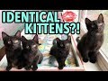 The Dot Method: How to Tell Kittens Apart Using Lipstick!