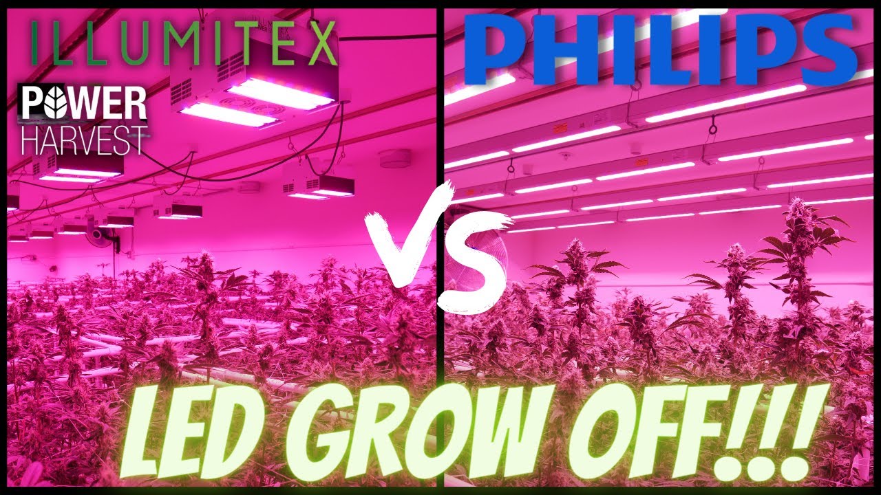 PHILIPS vs ILLUMITEX LED GROW OFF WEEK 1 TO HARVEST! TRUE SIDE BY SIDE