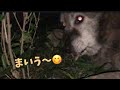 夜食に草を食べる雑種犬🌿🌿🌿