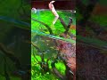 Aquascape#shorts #viral #aquascape #aquarium