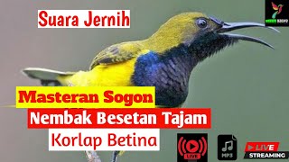 MASTERAN SOGON TEMBAKAN BESETAN  KORLAP BETINA