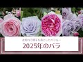 【水切れで調子を落としたバラも…】2025年のバラ、こんな感じで咲きました