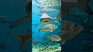 Shark Feeding Frenzy Caught on Camera - Ocean Predator*bretul