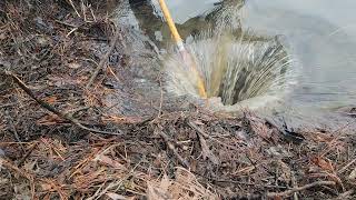 Look what the beavers did in 6 weeks and I broke my potato rake. #BEAVERS #DRAIN #CLOGGEDDRAIN