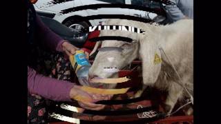 Allah Allah Diye Diye Yandım.... Resimi