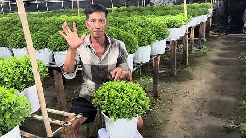 Khug Cảh Quá Đẹp tai vườn Cúc Mâm Xôi út chơn sadec2026. Cày ngày khog đủ vườn trah thủ cày thêm đêm