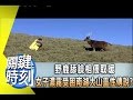 野鹿舔臉相偎取暖 女子濃霧受困南湖大山靈性傳說！？ 2014年 第1826集 2200 關鍵時刻