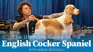 Teaser The Ultimate Guide To The English Er Spaniel With Nadia Bongelli