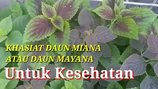 Berikut 8 Manfaat Daun Miana Atau Daun Mayana Untuk Kesehatan, Yang Jarang Diketahui Orang