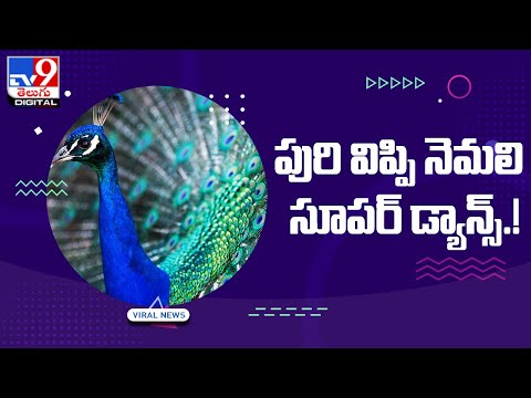 పురివిప్పి నాట్యమాడుతున్న నెమలి.. మనసును దోచే దృశ్యం..! @TV9 Telugu Digital