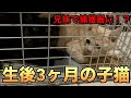 兄妹で捕獲器に入った子猫〜保護しました