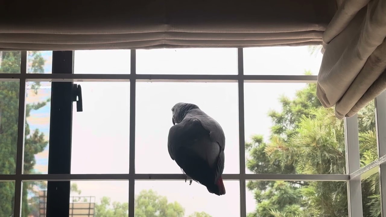 African grey learning how to howl! 🐺 