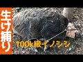 【狩猟】くくり罠にかかった大物イノシシを生け捕りしてみた　Wild boar hunting