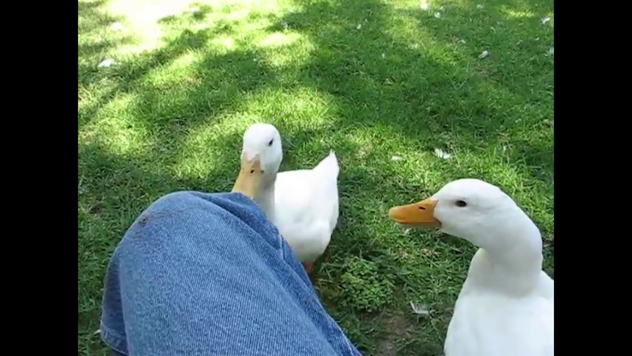 Duck Quacks replaced with Car Horn YouTube