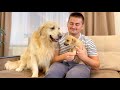 What does a Golden Retriever do when i hug another puppy [Jealous Dog Reaction]