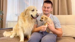 What does a Golden Retriever do when i hug another puppy [Jealous Dog Reaction]