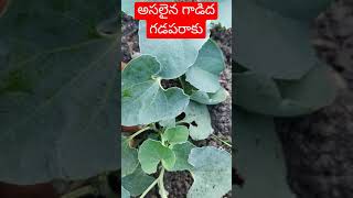 Indian Medicinal Plant Gadida Gadaparaku