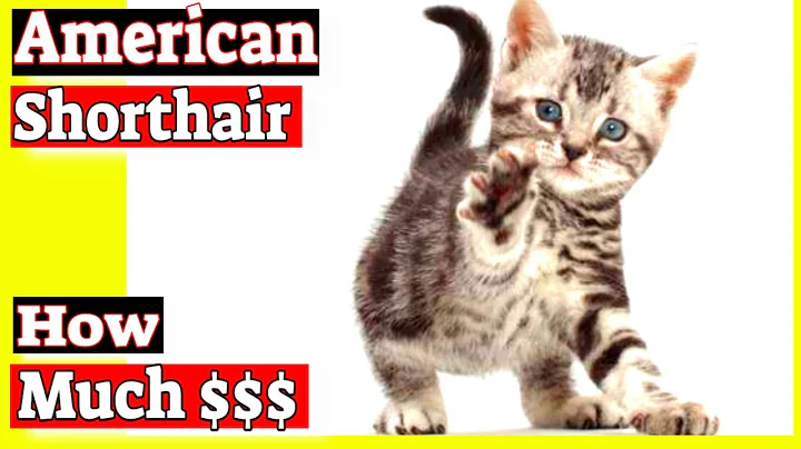 Video 3851: hypoallergenic cats american shorthair