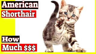 How much does an American shorthair cat cost?