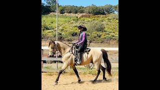 Buckskin Tennesse Walking Horse - Hot Tamale - Gaited Horse Training