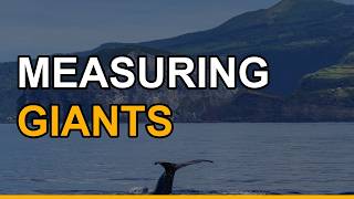 Why the Largest Animal on Earth Is Shrinking in Science