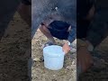الحلب المسائي الثروة الحيوانية حياة الريف الجاموس الوالد و اللبن العراق مصر الكويت السعودية 