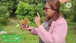 ผลไม้ให้ผลผลิตพร้อมกิน ทำเลท่องเที่ยวสาริกา