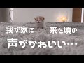 赤ちゃん猫の声がかわいいので聞いてほしい…