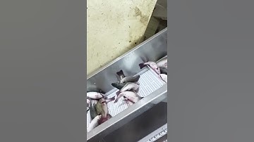 Conveyor belt for fish processing line