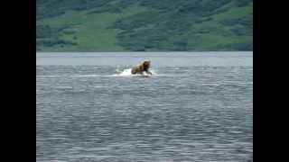 Kodiak Brown Bear chasing Salmon by kleeoak 65 views 12 years ago 18 seconds