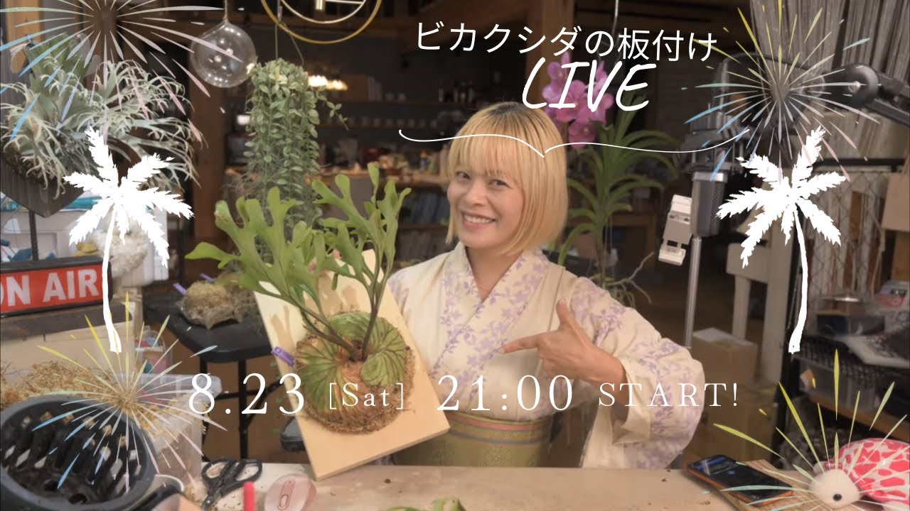 Platycerium リドレイワイルド板付け、バクテリア、ジェイドガール