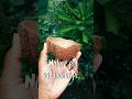 #natural part sadabahar plant report#shorts 🌿
