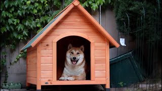 [Pepper the Shiba] my dog got a new house