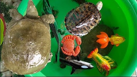 Binbotv thả các con vật như con cua, con cá, con rùa, con tôm, con ngao vào chậu nước.part 39
