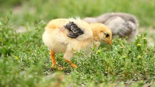024944867 baby chicks