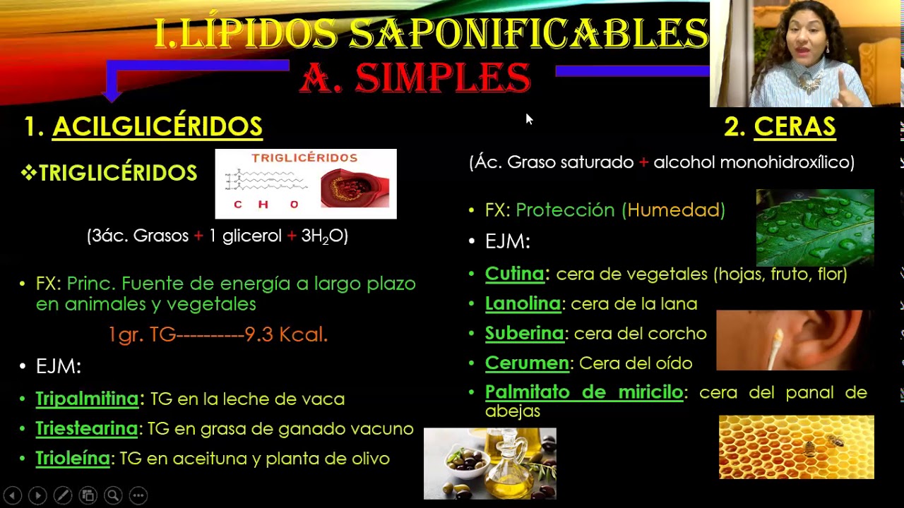 LÍPIDOS II - CLASIFICACIÓN - LÍPIDOS SAPONIFICABLES - YouTube