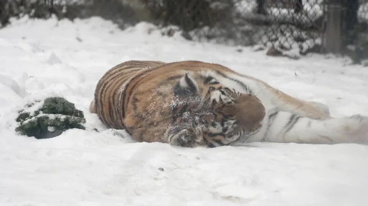 How are the animals at Zoo Boise impacted by this cold weather?